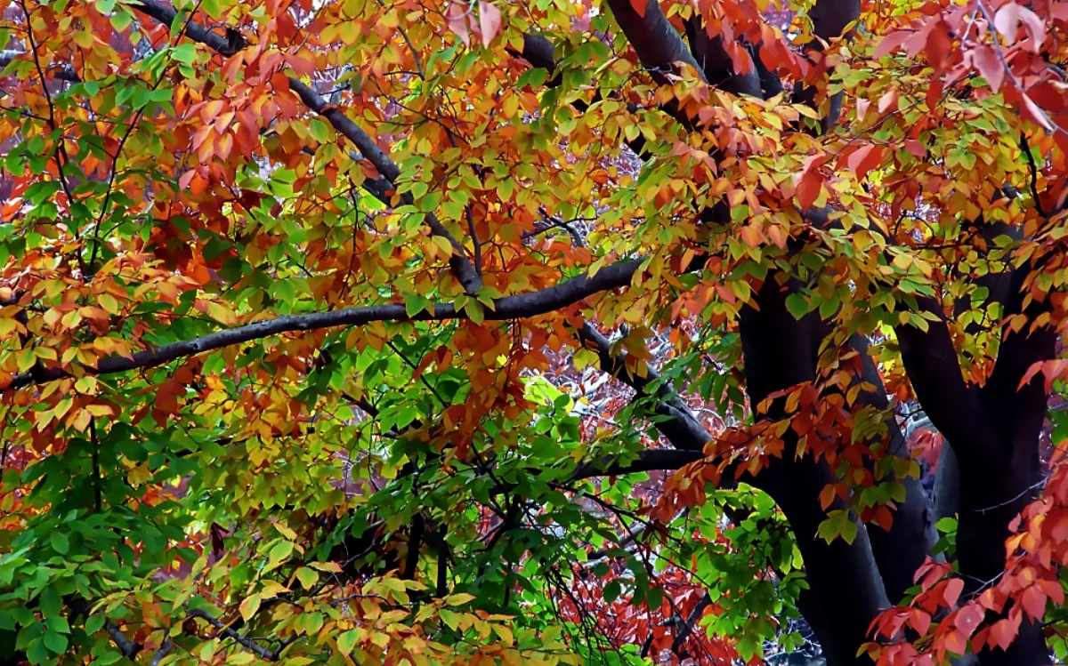 Cimetière en automne, lumière grise et feuilles dorées — mémoire des morts sans culte des saints.